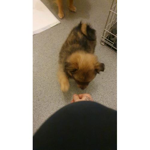 2 beautiful little pumchie 8 weeks old