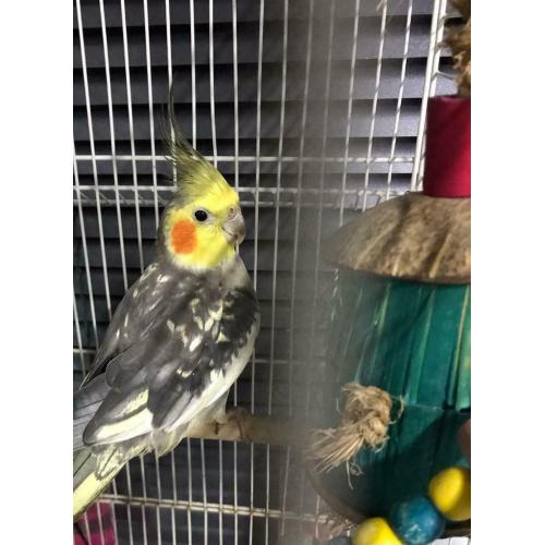 Cockatiel no bird cage