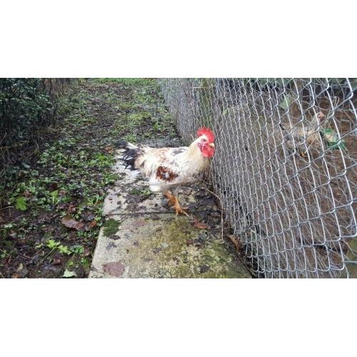 Swedish Flower Rooster